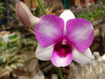 Carica l'immagine nel visualizzatore Galleria, Dendrobium Burana Racha