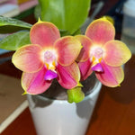 Load image into Gallery viewer, Phalaenopsis Joy Spring Canary 'Joy'