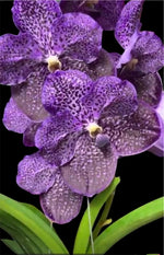 Carica l'immagine nel visualizzatore Galleria, Vanda Tang Tang Diamond 'Purple Spot'