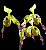 Carica l'immagine nel visualizzatore Galleria, Paphiopedilum Quintal Wonder (Paph. dianthum x Paph. haynaldianum)