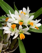 Carica l'immagine nel visualizzatore Galleria, Dendrobium scabrilingue