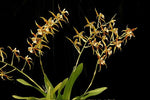 Carica l'immagine nel visualizzatore Galleria, Rhynchostele cordata (syn. Lemboglossum cordatum)