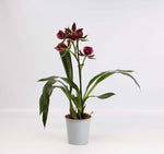 Carica l'immagine nel visualizzatore Galleria, Zygopetalum Louisendorf 'Rhein Moonlight'