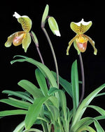 Carica l'immagine nel visualizzatore Galleria, Paphiopedilum insigne