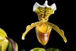 Carica l'immagine nel visualizzatore Galleria, Paphiopedilum insigne