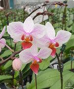 Carica l'immagine nel visualizzatore Galleria, Phalaenopsis intermedia 'Orange'