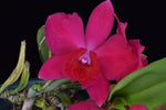 Carica l'immagine nel visualizzatore Galleria, Cattleya Irene Teo Lai Kheng 'Little Fireball' (C. Aloha case x Sophronitis coccinea)
