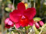 Carica l'immagine nel visualizzatore Galleria, Cattleya Irene Teo Lai Kheng 'Little Fireball' (C. Aloha case x Sophronitis coccinea)