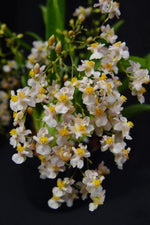 Carica l'immagine nel visualizzatore Galleria, Oncidium Twinkle MIX piante grandi