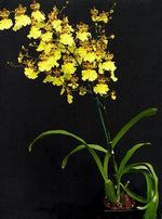 Carica l'immagine nel visualizzatore Galleria, Oncidesa Jiuhbao Gold 'Tainan' AM/AOS