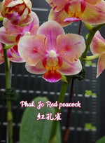 Carica l'immagine nel visualizzatore Galleria, Phalaenopsis Jc Red Peacock (peloric - 3 lips)