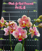 Carica l'immagine nel visualizzatore Galleria, Phalaenopsis Jc Red Peacock (peloric - 3 lips)