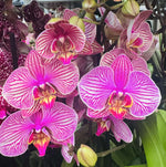Carica l'immagine nel visualizzatore Galleria, Phalaenopsis Jupiter