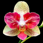 Carica l'immagine nel visualizzatore Galleria, Phalaenopsis Chi-Yueh Kaleidescope