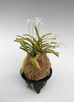 Carica l'immagine nel visualizzatore Galleria, Neofinetia falcata 'Kinboshi' 金星