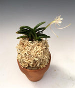 Carica l'immagine nel visualizzatore Galleria, Neofinetia falcata 'Kuroshinju' 흑진주 黒真珠