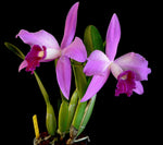 Carica l'immagine nel visualizzatore Galleria, Laelia purpurata x sincorana