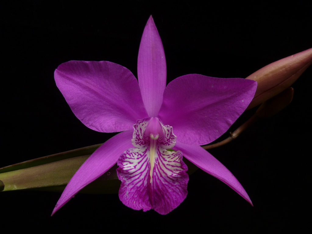 ジョエル・ペイネ、【A Chorus of Floralska】 Laelia speciosa – Giulio Celandroni Orchidee