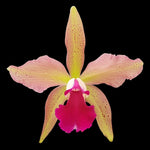 Carica l'immagine nel visualizzatore Galleria, Laelia tenebrosa x (Blc. Durigan x C. granulosa)