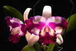 Carica l'immagine nel visualizzatore Galleria, RLC Taiwan Beauty 'ORCHIS'