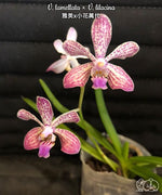 Carica l'immagine nel visualizzatore Galleria, Vanda lamellata × lilacina