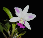 Carica l'immagine nel visualizzatore Galleria, Laeliocattleya Dakao 'Flamea Enami'