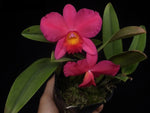 Carica l'immagine nel visualizzatore Galleria, Cattleya Irene Teo Lai Kheng 'Little Fireball' (C. Aloha case x Sophronitis coccinea)