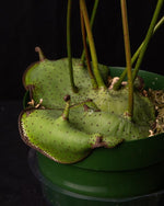 Carica l'immagine nel visualizzatore Galleria, Lecanopteris mirabilis