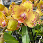 Carica l'immagine nel visualizzatore Galleria, Phalaenopsis Limpopo