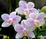 Carica l'immagine nel visualizzatore Galleria, Phalaenopsis Little Star