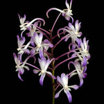 Carica l'immagine nel visualizzatore Galleria, Neostylis Lou Sneary (Neofinetia falcata x Rhy. coelestis var coerulea)