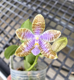 Carica l'immagine nel visualizzatore Galleria, Phalaenopsis lueddemanniana f. coerulea (MC)