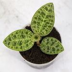 Carica l'immagine nel visualizzatore Galleria, Macodes petola 'Jewel Orchid'
