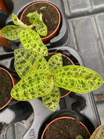 Carica l'immagine nel visualizzatore Galleria, Macodes petola 'Jewel Orchid'