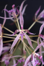 Carica l'immagine nel visualizzatore Galleria, Macroclinium manabinum