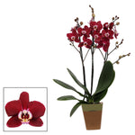 Carica l'immagine nel visualizzatore Galleria, Phalaenopsis Magdalena