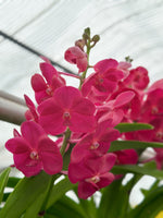 Carica l'immagine nel visualizzatore Galleria, Vanda Magic Red