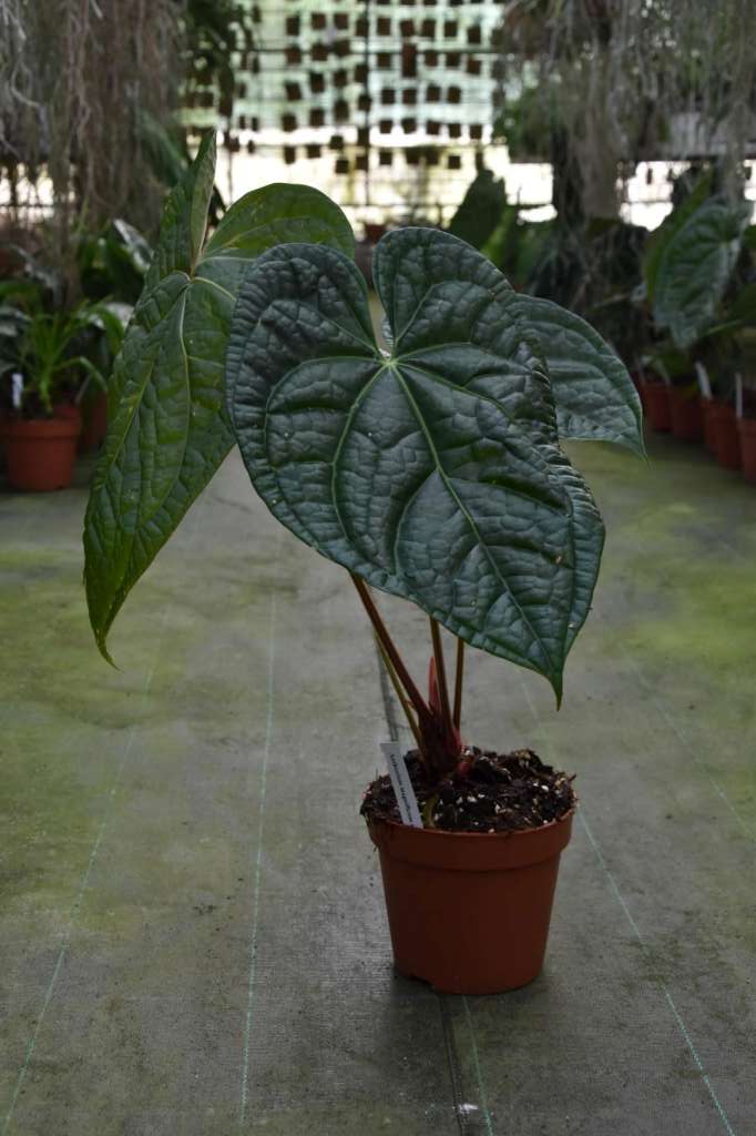 anthurium magnificum x luxurians Anthurium magnificum x luxurians – Giulio Celandroni Orchidee