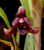 Carica l'immagine nel visualizzatore Galleria, Maxillaria variabilis red
