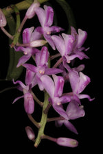 Carica l'immagine nel visualizzatore Galleria, Micropera rostrata