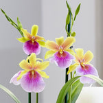 Carica l'immagine nel visualizzatore Galleria, Miltonia sunset
