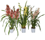Carica l'immagine nel visualizzatore Galleria, Cymbidium Mix 3 rami