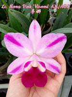 Carica l'immagine nel visualizzatore Galleria, Cattleya Mona Pink 'Hiromi' (C. Pri Pri × C. Mini Purple)