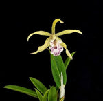 Carica l'immagine nel visualizzatore Galleria, Myrmecavola Sol Taino (Myrmecophila thomsoniana x B. nodosa)