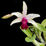 Carica l'immagine nel visualizzatore Galleria, Myrmecocattleya RIO's Little Treasure (Cattleya violacea s/a × Myrmecophila albopurpurea)