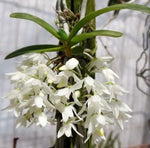 Carica l'immagine nel visualizzatore Galleria, Mystacidium braybonae