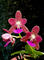 Carica l'immagine nel visualizzatore Galleria, Phalaenopsis Nagasaki (Phalaenopsis japonica x Phalaenopsis marriottiana)