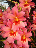 Carica l'immagine nel visualizzatore Galleria, Burrageara Nelly Isler 'Sunset'