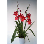 Carica l'immagine nel visualizzatore Galleria, Burrageara Nelly Isler