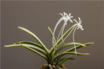 Carica l'immagine nel visualizzatore Galleria, Neofinetia falcata 'Gojo Fukurin' 御城覆輪